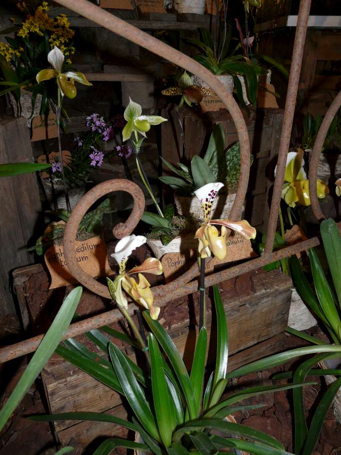 Salon des Orchidées à Eguille 14-15/2 2014 P1080242