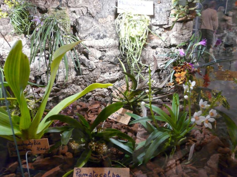 Salon des Orchidées à Eguille 14-15/2 2014 P1080245