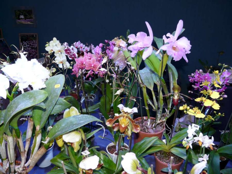 Salon des Orchidées à Eguille 14-15/2 2014 P1080247