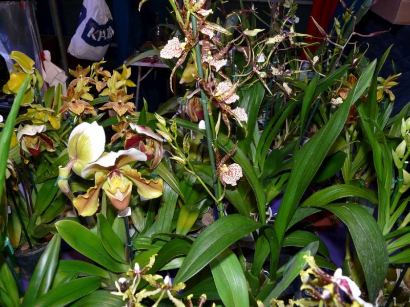 Salon des Orchidées à Eguille 14-15/2 2014 P1080251