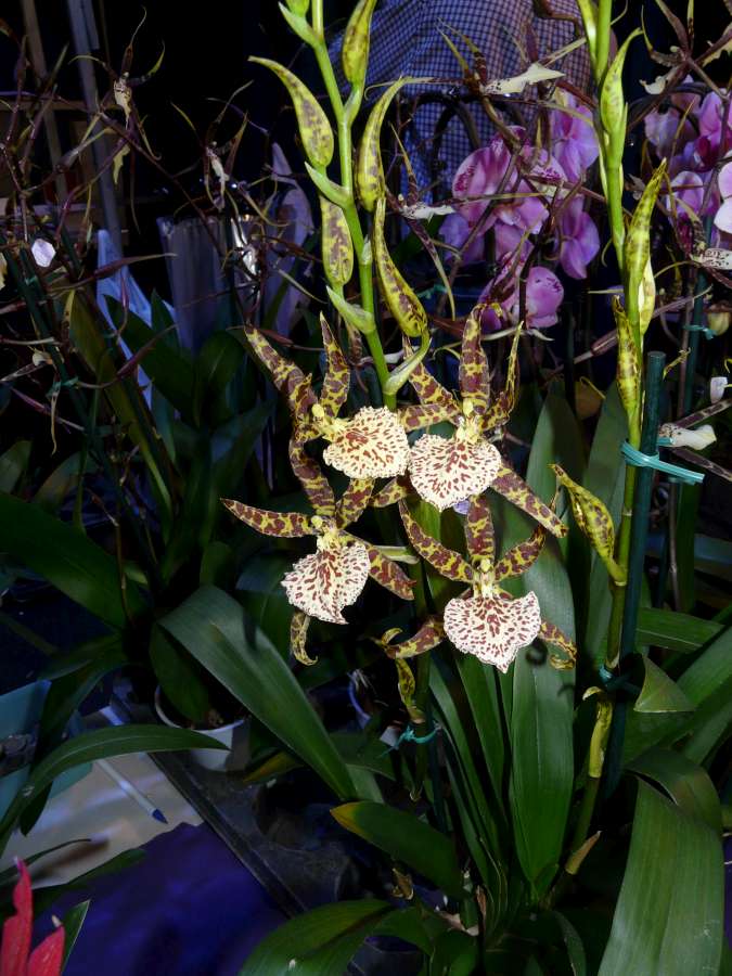 Salon des Orchidées à Eguille 14-15/2 2014 P1080262