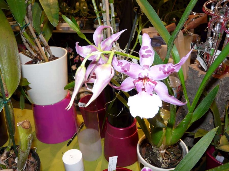 Salon des Orchidées à Eguille 14-15/2 2014 P1080266