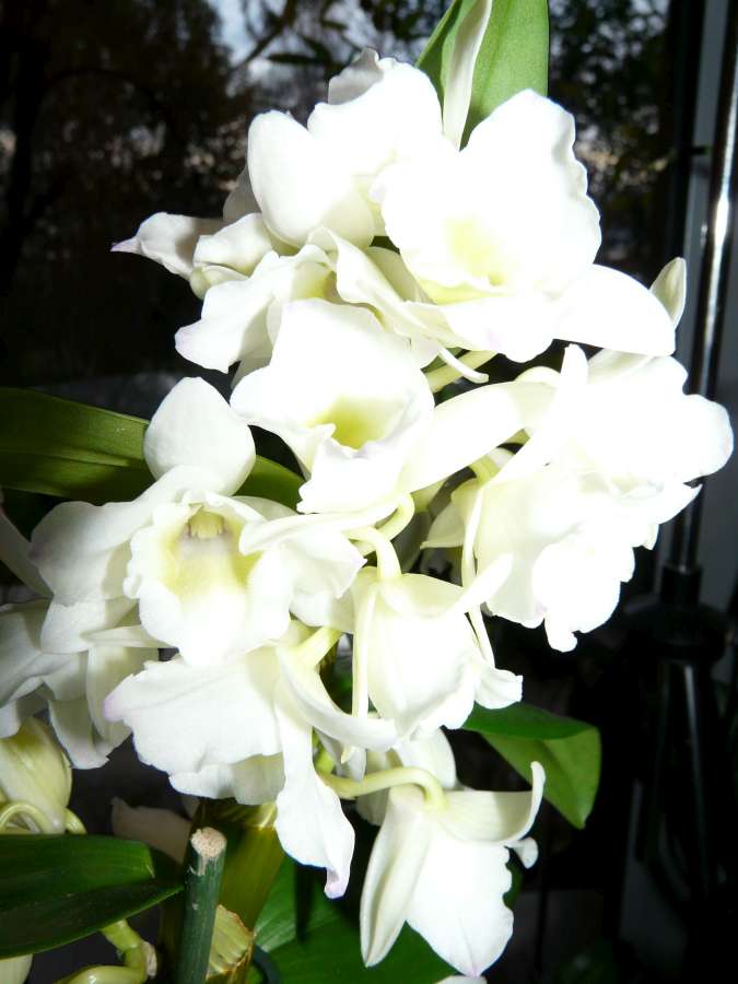 Salon des Orchidées à Eguille 14-15/2 2014 P1080271