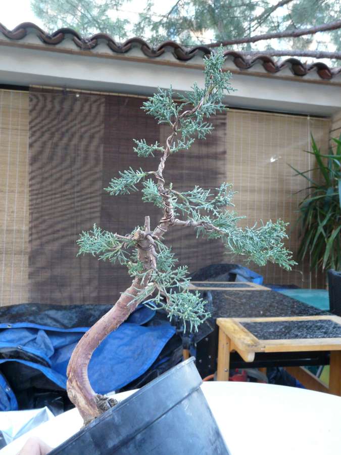 Juniperus P1080418