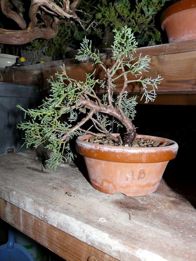 Juniperus P1080430