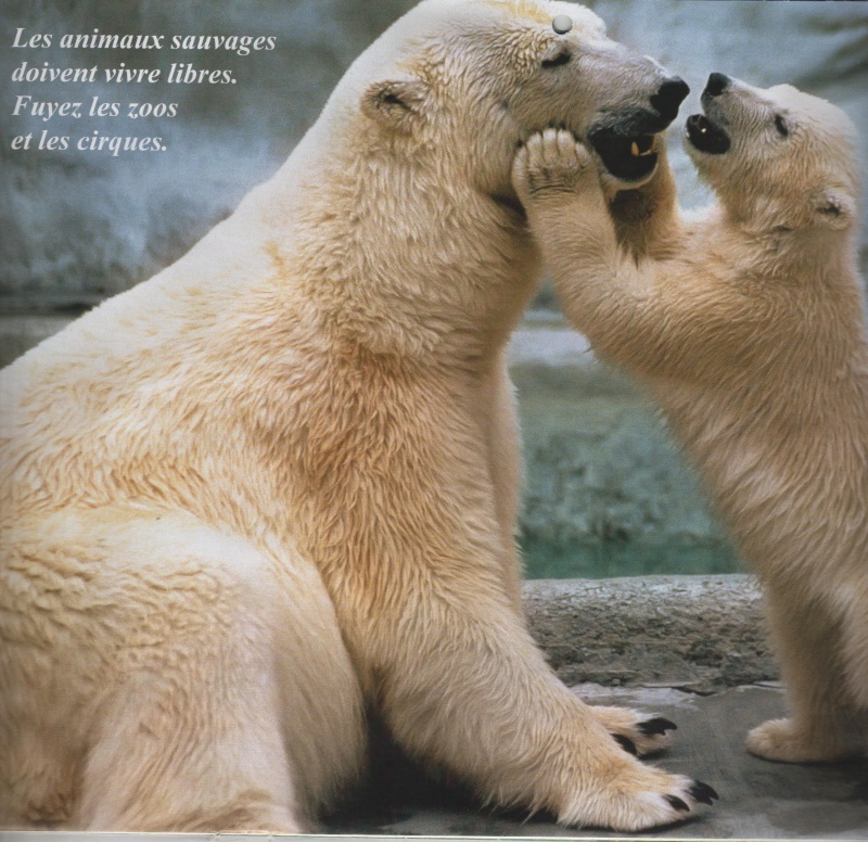Ursus maritimus : l’ours polaire - Page 2 Calend14