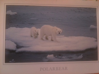 Ursus maritimus : l’ours polaire - Page 2 Carte_26
