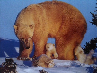 Ursus maritimus : l’ours polaire - Page 2 Ours_b16