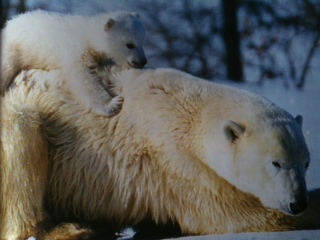 Ursus maritimus : l’ours polaire - Page 2 Ours_b18