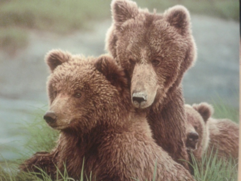·	Ursus arctos arctos : l’ours brun - Page 2 Ours_b20