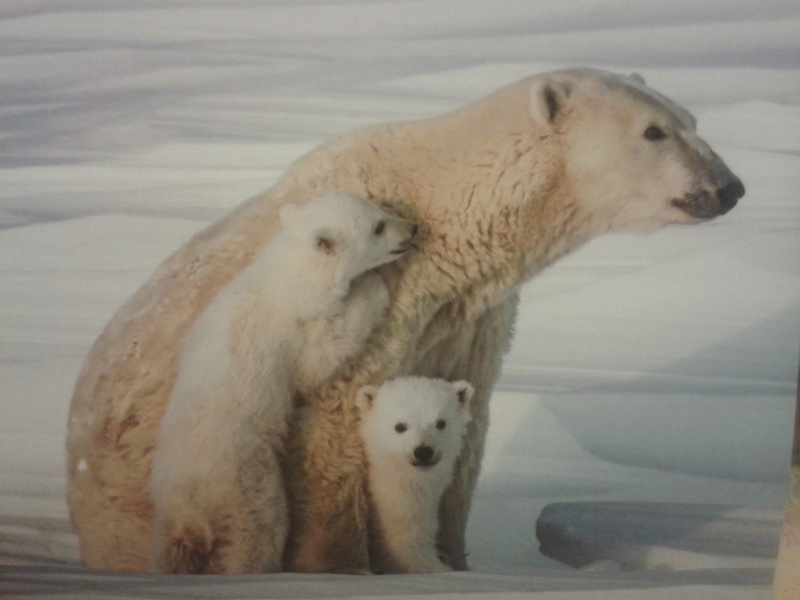 Ursus maritimus : l’ours polaire - Page 2 Ours_b21