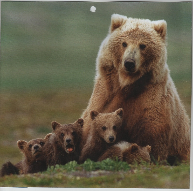 ·	Ursus arctos arctos : l’ours brun - Page 2 Ourse_10