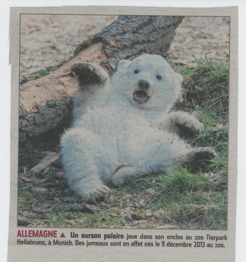 observer l'OURS - Page 5 Ourson10