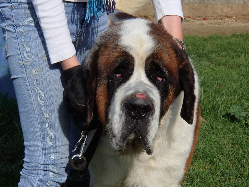 COSMO saint Bernard mâle - nov 2007 - refuge SPA Poitiers (86) 189_r_11