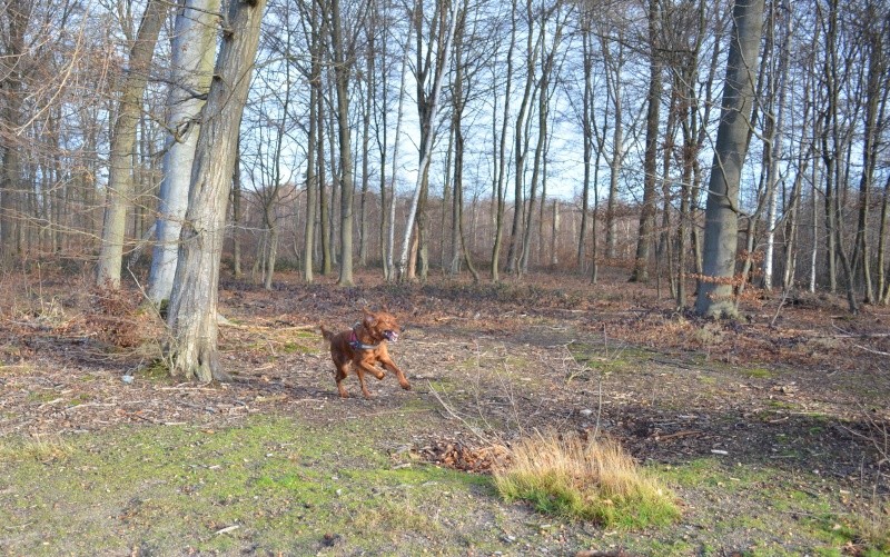 Jack, croisé Setter / asticot - Page 6 Dsc_0018