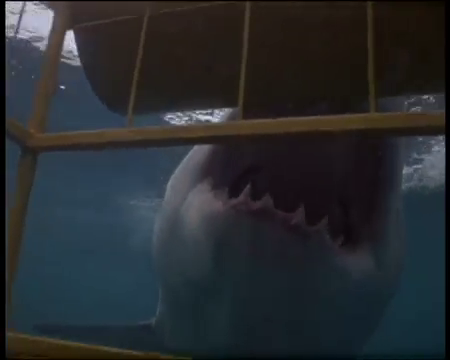 Shark Attack Vlcsn754