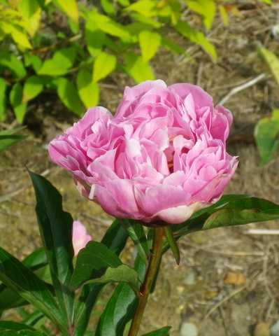 Paeonia - 2014 !!! - Page 2 08052040