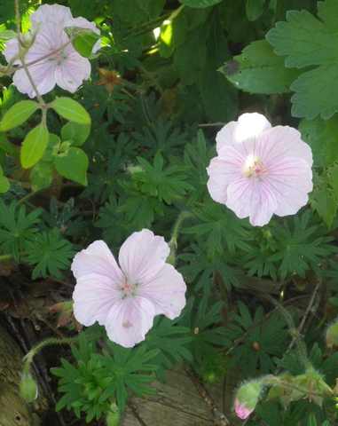 geranium vivace - Page 4 08052055
