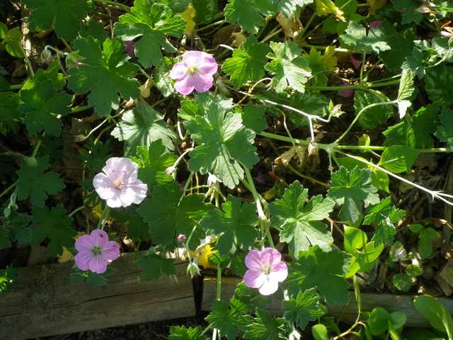 geranium vivace - Page 4 08052056