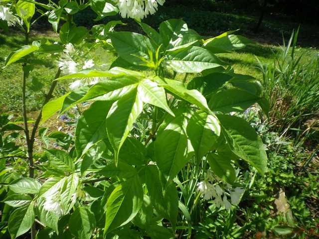 Staphylea colchica !!! 10042025