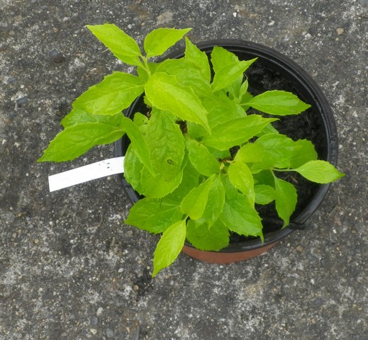 Philadelphus coronarius 'Aureus' !!! 10052010