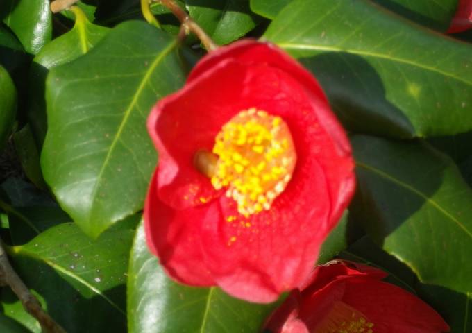 Camellia !!! - Page 4 11032011