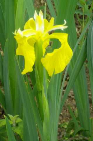 les iris 2014 - Page 3 19042015