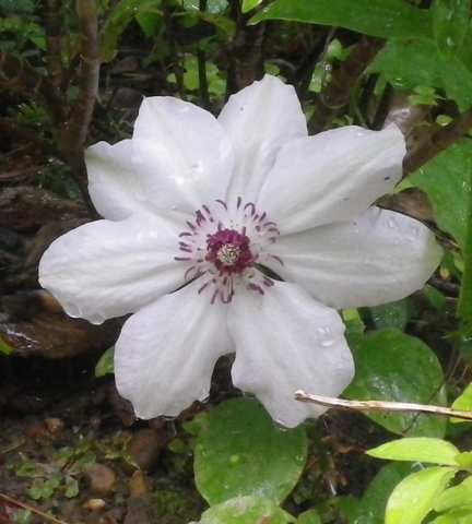 On se la joue Clematis les filles ??? - Page 3 20042014