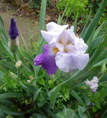 les iris 2014 - Page 3 20042033