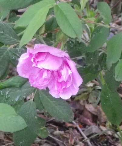 Rosa 'Thérèse Bugnet' !!! - Page 2 20042040
