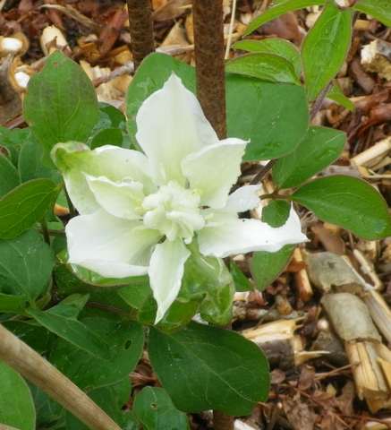 Clematis 'So many white flowers' !!! 25042011