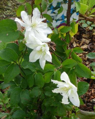 Clematis 'So many white flowers' !!! 27042017
