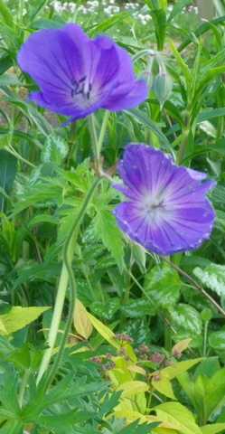 geranium vivace - Page 2 30042022