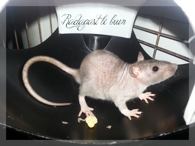 Les rats de récup', mes plus tout neufs Radaga10