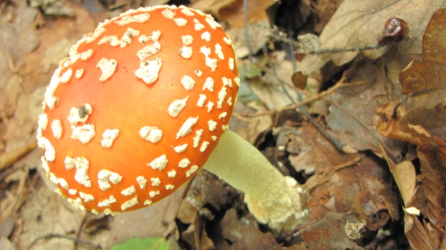 La chasse aux champignons est ouverte ! Img_3510