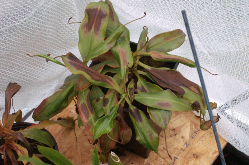 photos Nepenthes tymallus Pict0210