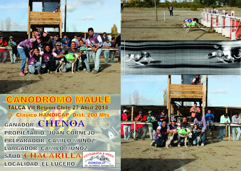 27 abril "CLÁSICOS" en canodromo MAULE : súper clásico el mejor de CHILE. 5-clas22