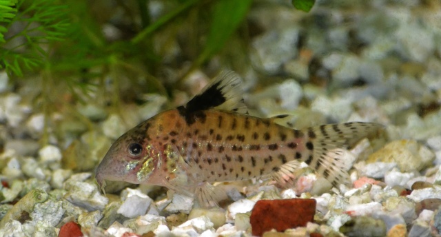 corydoras diffétents ? Corydo10