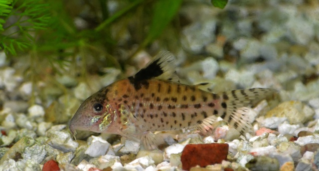 corydoras diffétents ?  Corydo10