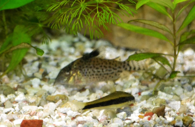 corydoras diffétents ? Corydo11
