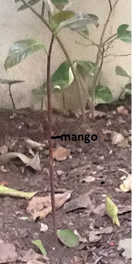 Jardinería Mango10