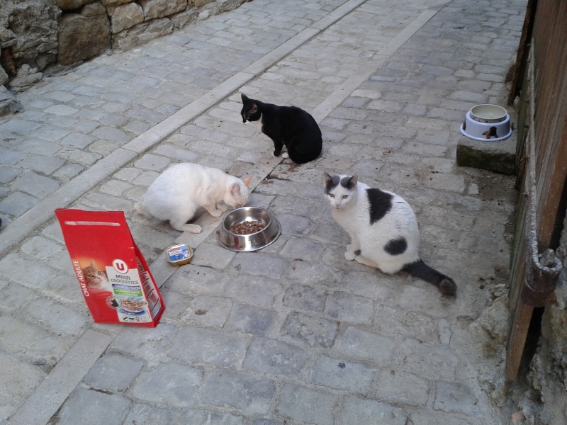 Dpt 48 - Mende - Urgence pour 5 chats, 4 sauvages et 1 blanc sociable ! Le sociable placé, les 4 autres plus en danger 20140415