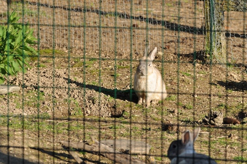 (48) - Paquita - Lapine naine de 1 an et demi - A l'adoption. Dsc_0096