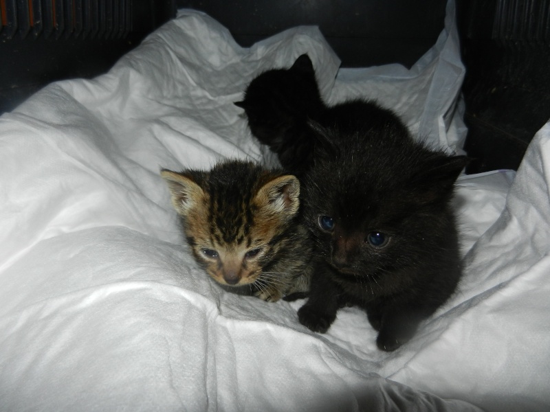 Dpt 48 - 3 chatons de 3 semaines - Jasmine et Johnny morts du typhus...  Dscn9410