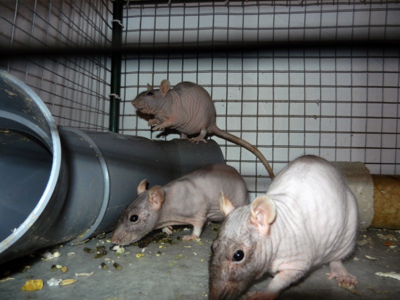 (48) - 3 rattes doubles rex de 1 an - Gentilles mais timides. Ratoss10