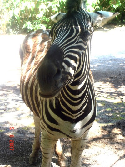 Ma Sortie au Zoo :) Zebre10