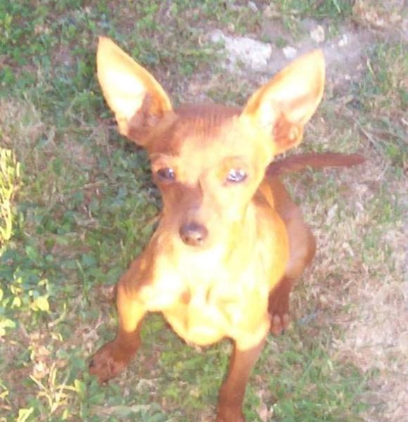 perdu pinscher (35500) D0a4_210