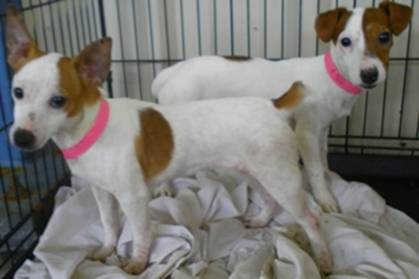 LIZA - jack russel moins de 5 ans -  Asso Alerte Sos - en fa Lulu_a12