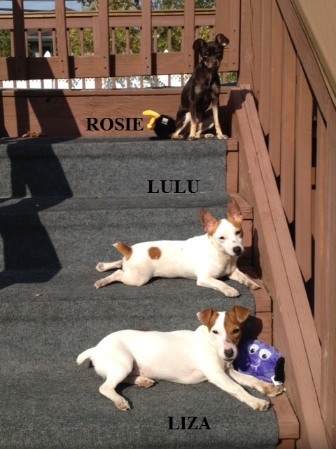 LIZA - jack russel moins de 5 ans -  Asso Alerte Sos - en fa Lulu_l12