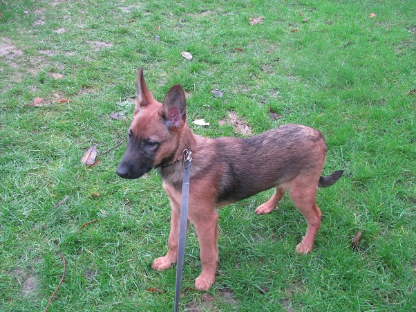 INES, femelle croisée malinois née le 15 octobre 2013 - Page 2 Photos88